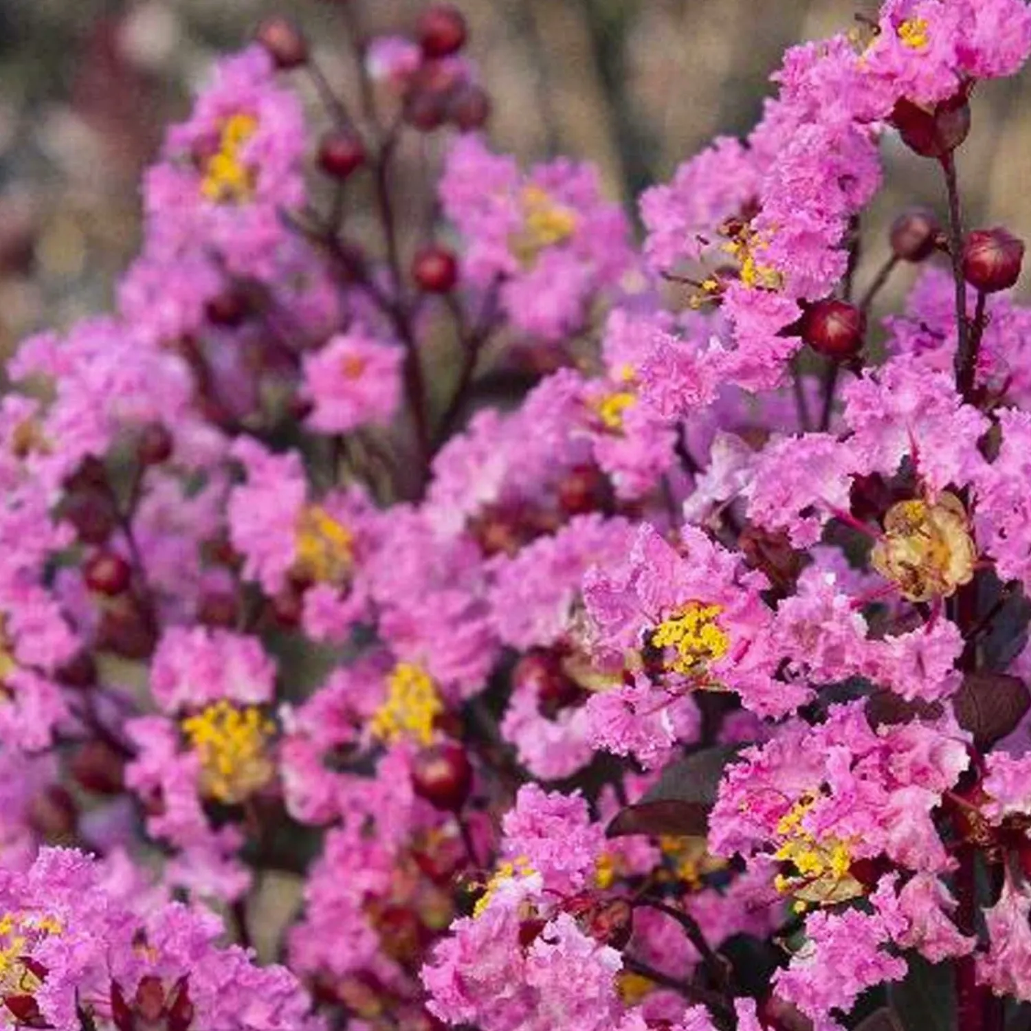 lagerstroemia_dbl_dynamite_pp__double_dynamite_crape_myrtle__patio_tree___0.webp Lagerstroemia 'Dbl Dynamite'® Pp - Double Dynamite Crape Myrtle - Patio Tree - 5>Roger's Gardens Hot