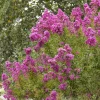 Lagerstroemia 'Petite Orchid'™ - Petite Orchid Crape Myrtle - 5 Gallon>Roger's Gardens Sale