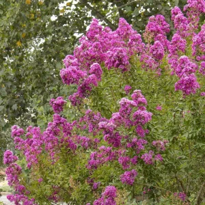 Lagerstroemia 'Petite Orchid'™ - Petite Orchid Crape Myrtle - 5 Gallon>Roger's Gardens Sale