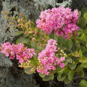 Lagerstroemia 'Pinkie'™ - Petite Pinkie Crape Myrtle - 5 Gallon>Roger's Gardens Shop