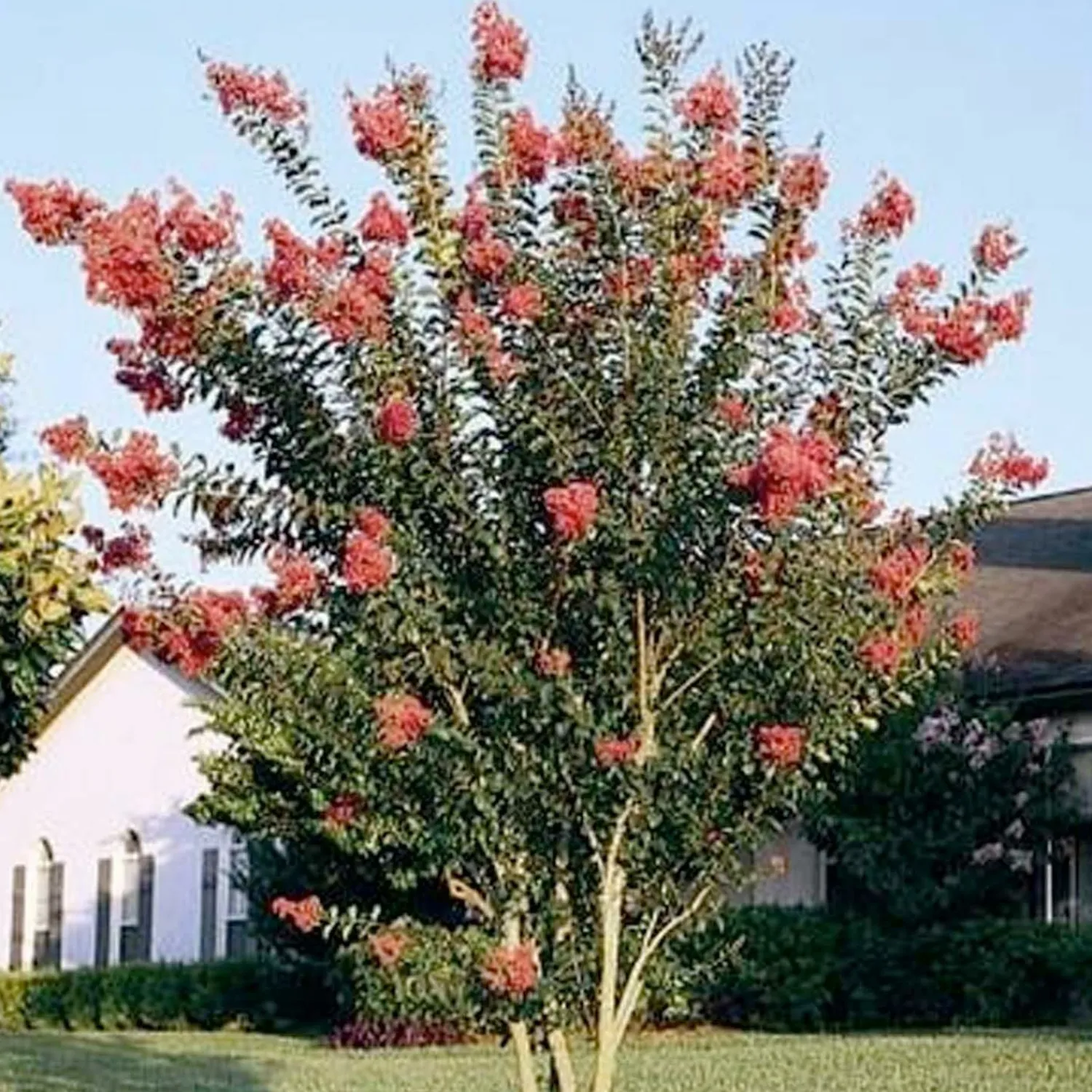 lagerstroemia_tuscarora__tuscarora_crape_myrtle___gallon_0.webp Lagerstroemia 'Tuscarora' - Tuscarora Crape Myrtle - 5 Gallon>Roger's Gardens Hot