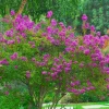 Lagerstroemia 'Zuni' - Zuni Crape Myrtle - 5 Gallon>Roger's Gardens Fashion