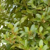 Laurus Nobilis - Sweet Bay - 1 Gallon>Roger's Gardens Shop