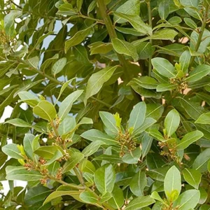 Laurus Nobilis - Sweet Bay - 1 Gallon>Roger's Gardens Shop