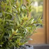 Laurus Nobilis 'Little Ragu'® Pp - Little Ragu Dwarf Bay - 2 Gallon>Roger's Gardens Best Sale
