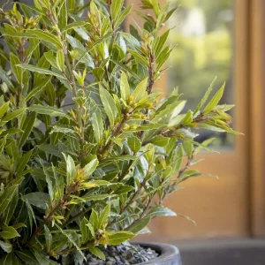 Laurus Nobilis 'Little Ragu'® Pp - Little Ragu Dwarf Bay - 2 Gallon>Roger's Gardens Best Sale