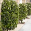 Ligustrum Texanum - Waxleaf Privet - 5 Gallon>Roger's Gardens Fashion