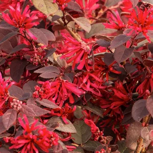Loropetalum 'Ever Red'® - Ever Red Fringe Flower - 5 Gallon>Roger's Gardens Store