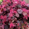 Loropetalum 'Jazz Hands'® Pp - Jazz Hands Bold Chinese Fringe Flower - 2 Gallon>Roger's Gardens Fashion