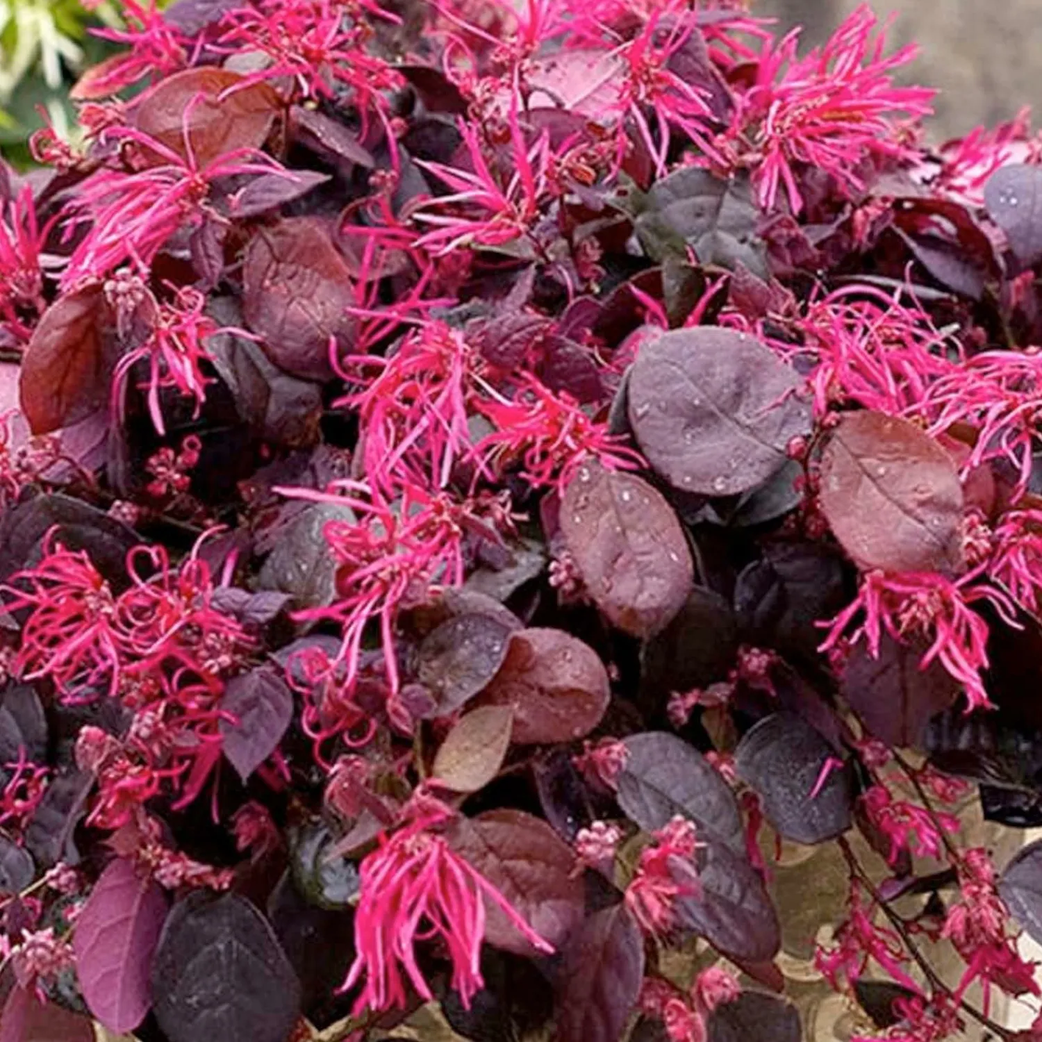 loropetalum_jazz_hands_pp__jazz_hands_bold_chinese_fringe_flower___gallon_0.webp Loropetalum 'Jazz Hands'® Pp - Jazz Hands Bold Chinese Fringe Flower - 2 Gallon>Roger's Gardens Fashion