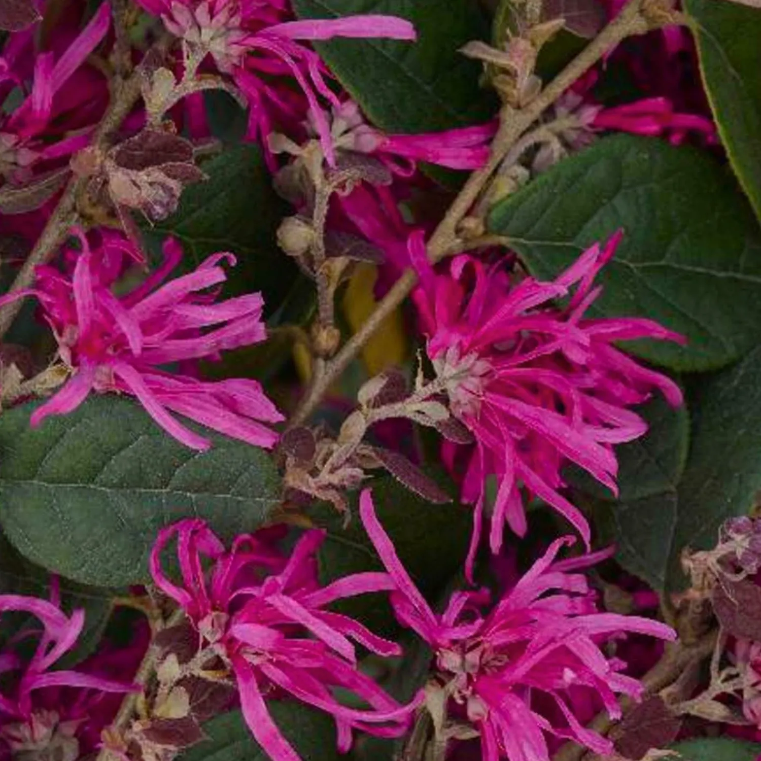 loropetalum_razzleberri__razzleberri_fringe_flower___gallon_0-1.webp Loropetalum 'Razzleberri'® - Razzleberri Fringe Flower - 5 Gallon>Roger's Gardens Hot