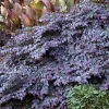 Loropetalum 'sizzling Pink' - Sizzling Pink Fringe Flower - 2 Gallon>Roger's Gardens Best Sale