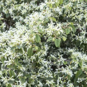 Loropetalum 'snow Panda' - Snow Panda Fringe Flower - 5 Gallon>Roger's Gardens Hot