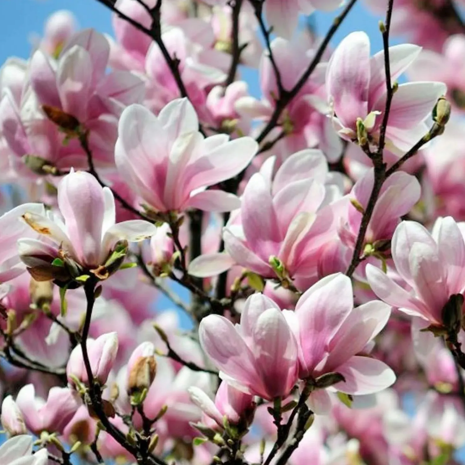 magnolia_alexandrina__alexander_magnolia___gallon_0.webp Magnolia 'Alexandrina' - Alexander Magnolia - 10 Gallon>Roger's Gardens Fashion