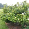 Magnolia 'Baby Grand'® - Baby Grand Magnolia - 5 Gallon>Roger's Gardens Outlet