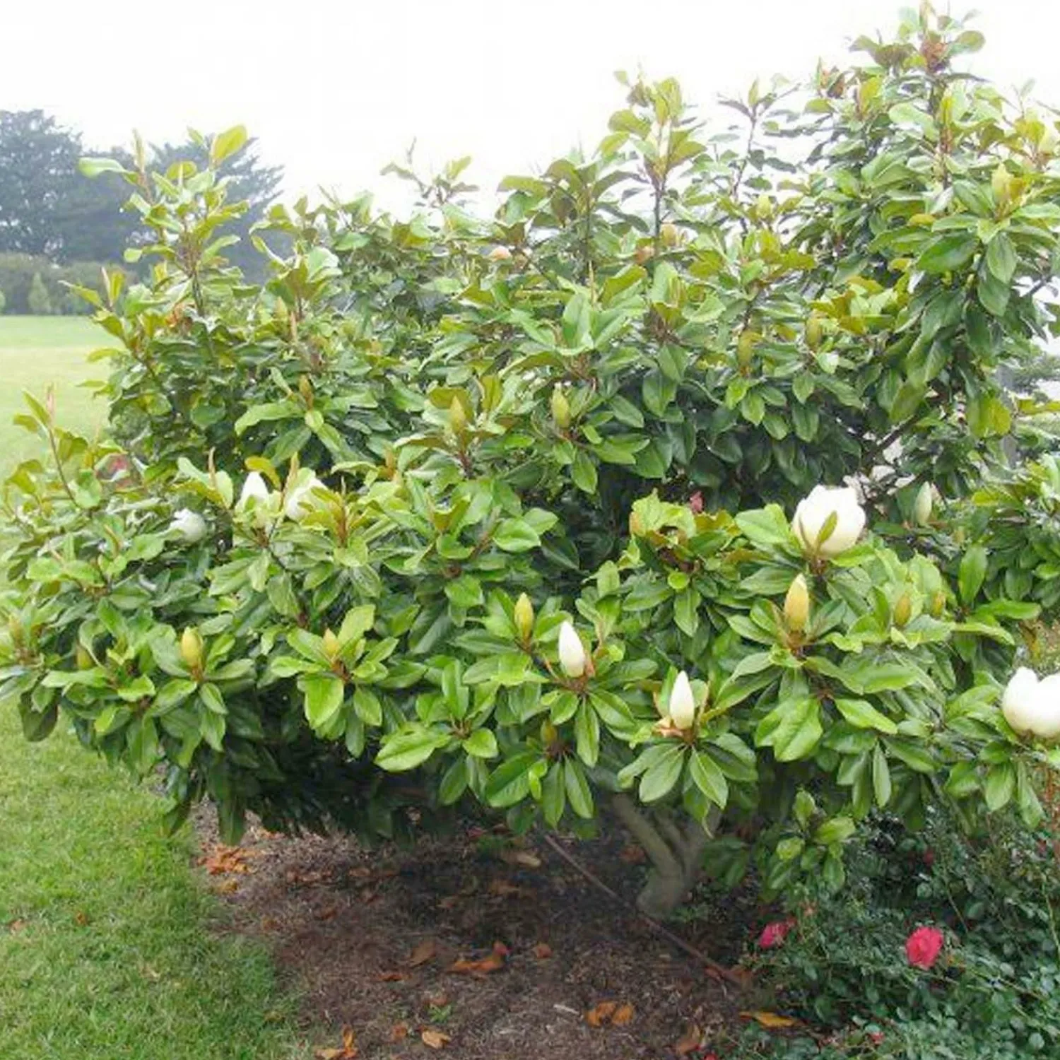 magnolia_baby_grand__baby_grand_magnolia___gallon_0.webp Magnolia 'Baby Grand'® - Baby Grand Magnolia - 5 Gallon>Roger's Gardens Outlet