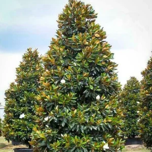 Magnolia Grand. 'Little Gem' - Little Gem Dwarf Southern Magnolia - 7 Gallon>Roger's Gardens Outlet