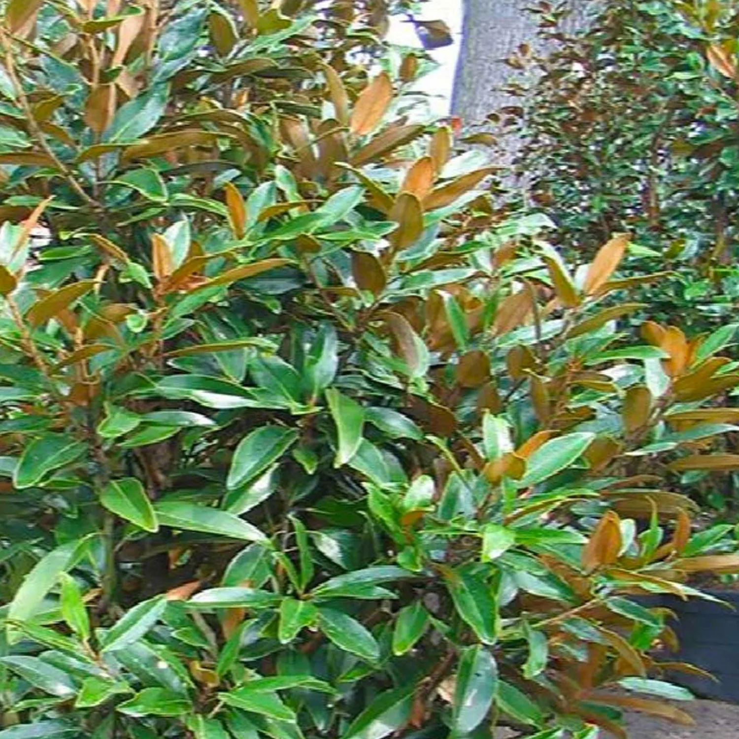 magnolia_grandiflora__alta_southern_magnolia___gallon_0.webp Magnolia Grandiflora™ - Alta Southern Magnolia™ - 5 Gallon>Roger's Gardens Best Sale