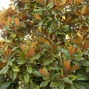 Magnolia Grandiflora 'Bracken' - Bracken's Brown Beauty Magnolia - 7 Gallon>Roger's Gardens Hot