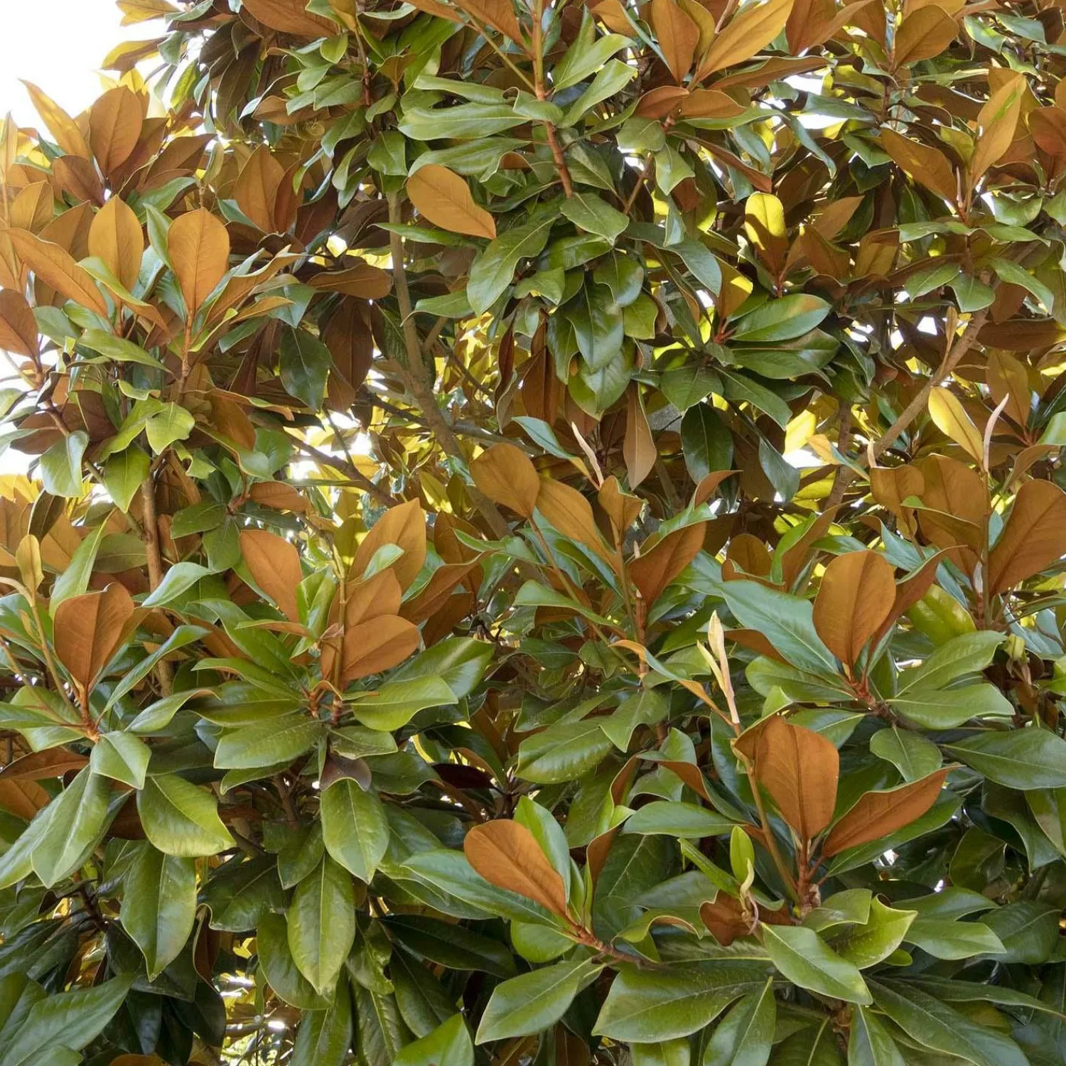 magnolia_grandiflora_bracken__brackens_brown_beauty_magnolia___gallon_0.webp Magnolia Grandiflora 'Bracken' - Bracken's Brown Beauty Magnolia - 7 Gallon>Roger's Gardens Hot