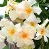 Mandevilla 'sun Apricot'® - Sun Parasol Apricot Mandevilla - 2 Gallon>Roger's Gardens Discount
