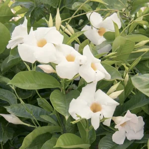 Mandevillea 'Giant White'® - Sun Parasol Giant White Mandevilla - 2 Gallon>Roger's Gardens Flash Sale