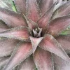 Mangave 'Red Wing' Pp - Red Wing Mangave - 2 Gallon>Roger's Gardens Best Sale