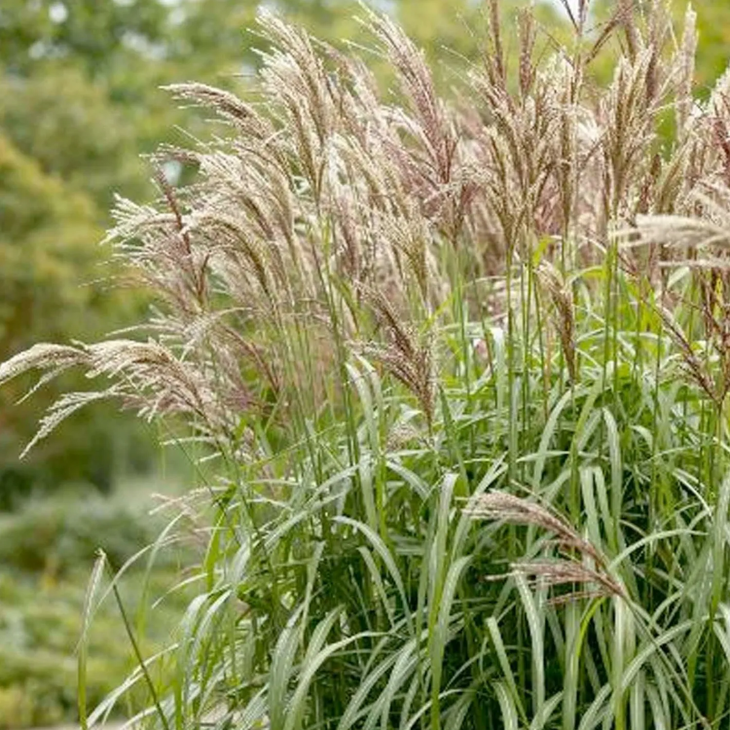 miscanthus_maiden_grass__maiden_grass___gallon_0.webp Miscanthus 'Maiden Grass'™ - Maiden Grass™ - 1 Gallon>Roger's Gardens Hot