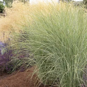 Miscanthus 'Morning Light' - Morning Light Maiden Grass - 5 Gallon>Roger's Gardens Fashion