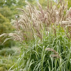 Miscanthus Sin. 'Gracillimus' - Graceful Maiden Grass - 1 Gallon>Roger's Gardens Flash Sale