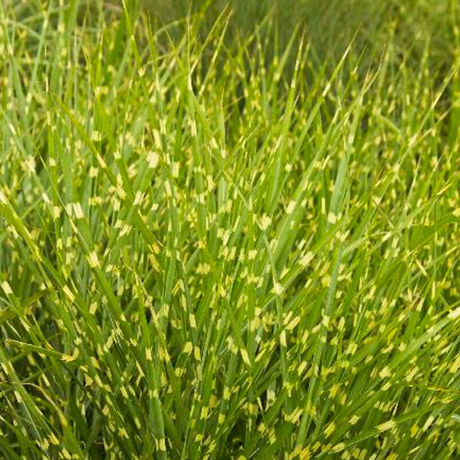 miscanthus_sin_strictus__variegated_maiden_grass___gallon_0.webp Miscanthus Sin. 'strictus' - Variegated Maiden Grass - 1 Gallon>Roger's Gardens Store
