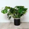 Monstera Deliciosa - 10In>Roger's Gardens Flash Sale