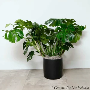 Monstera Deliciosa - 10In>Roger's Gardens Flash Sale