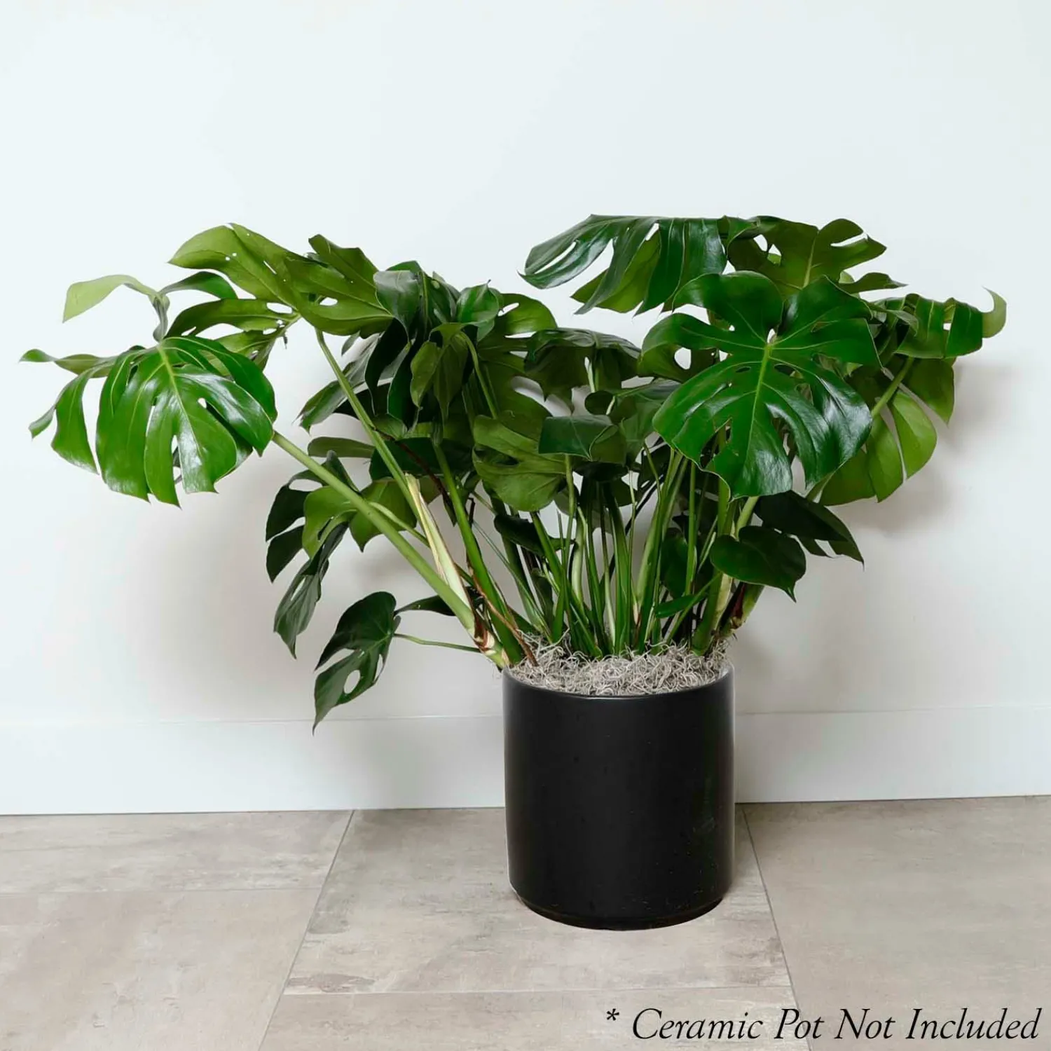 monstera_deliciosa__in_0.webp Monstera Deliciosa - 10In>Roger's Gardens Flash Sale
