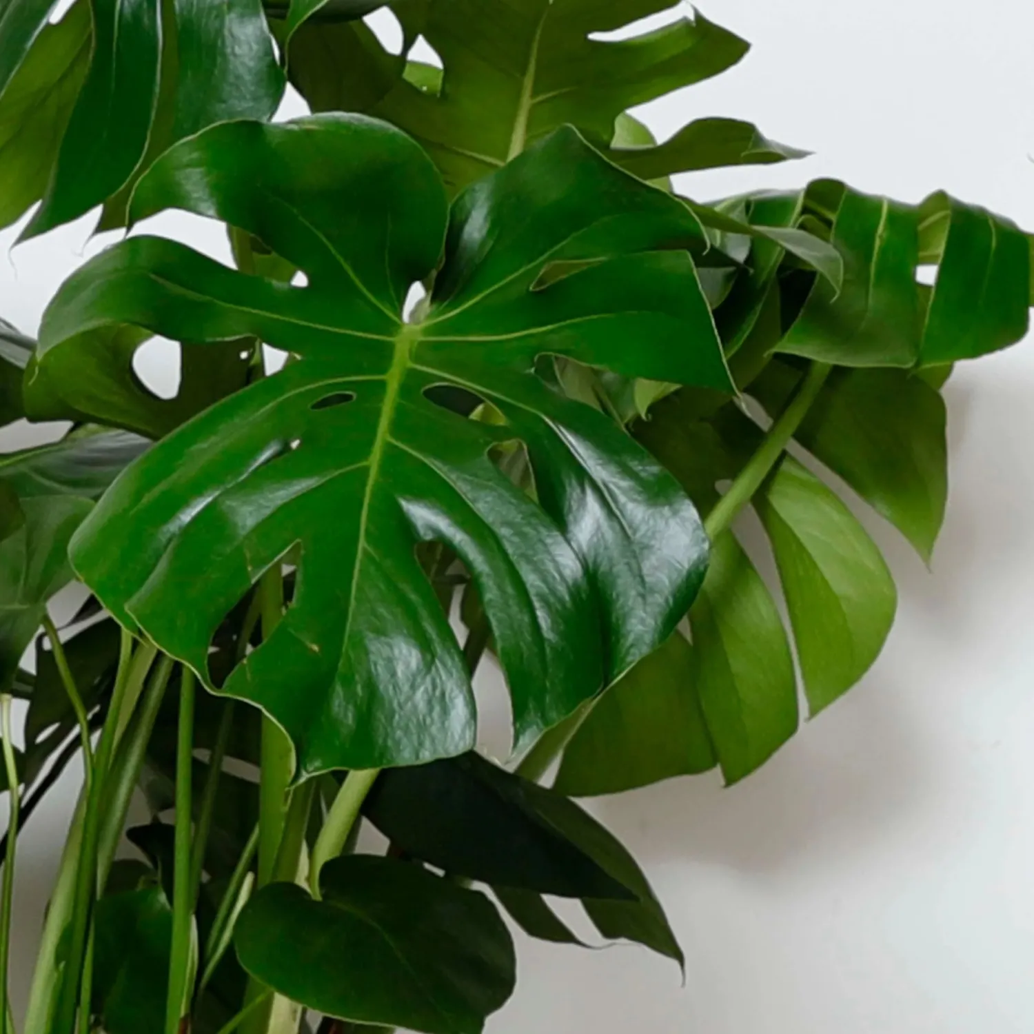 monstera_deliciosa__in_1.webp Monstera Deliciosa - 10In>Roger's Gardens Flash Sale
