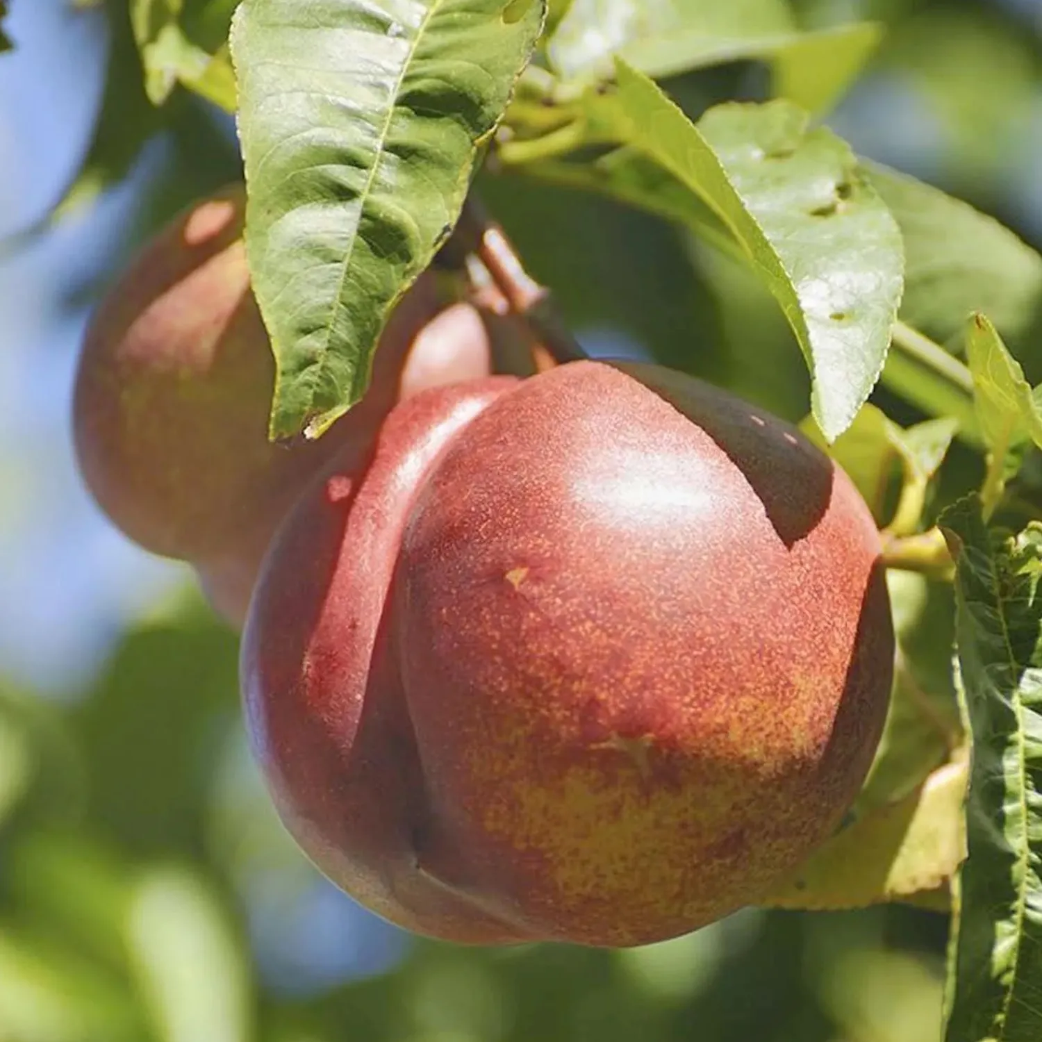 nectaplum_spice_zee__std_root___gallon_0-1.webp Nectaplum 'spice Zee' - Std. Root - #5 Gallon>Roger's Gardens Flash Sale