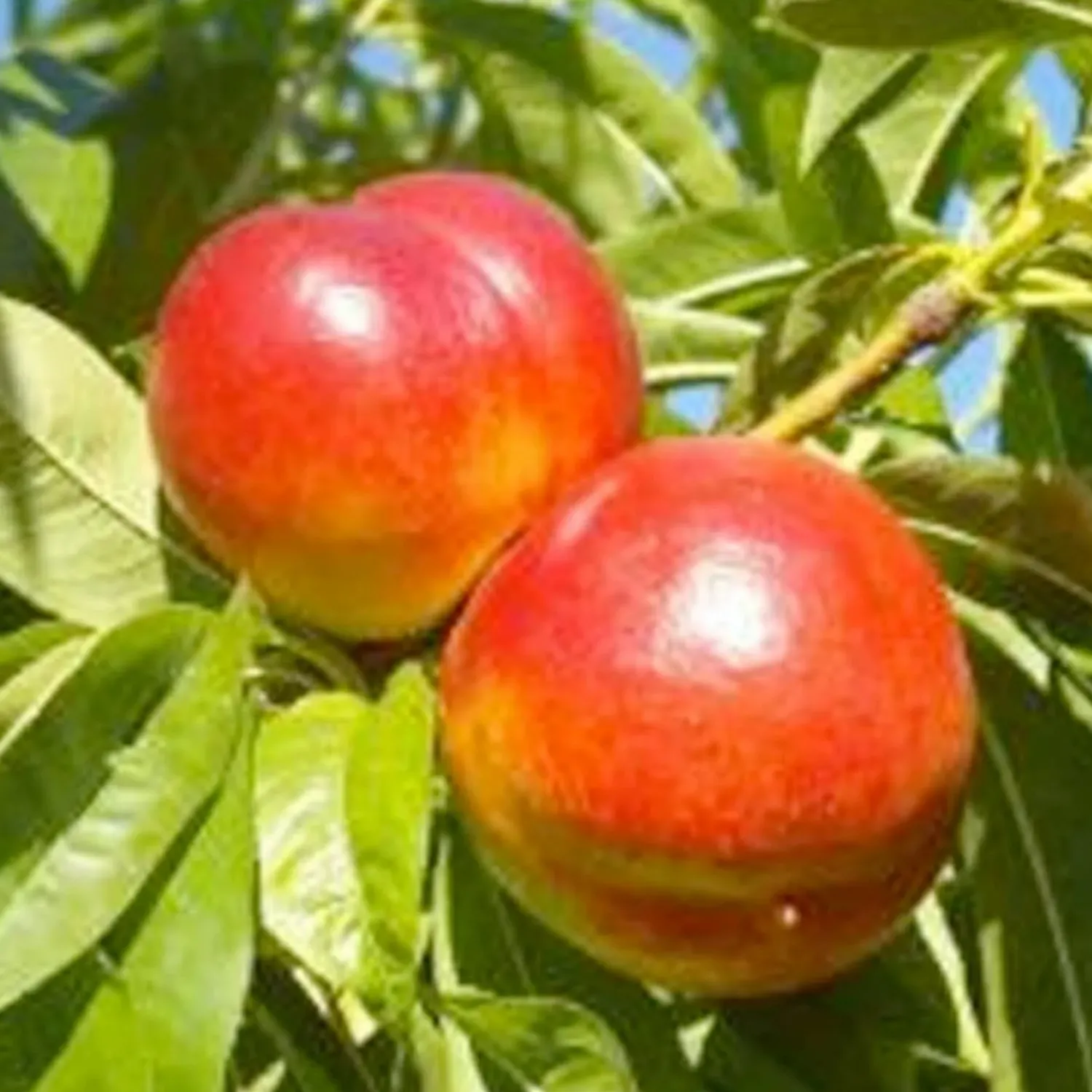 nectarine_arctic_star_white__semidwarf___gallon_0.webp Nectarine 'Arctic Star White' - Semi-Dwarf - #15 Gallon>Roger's Gardens Flash Sale