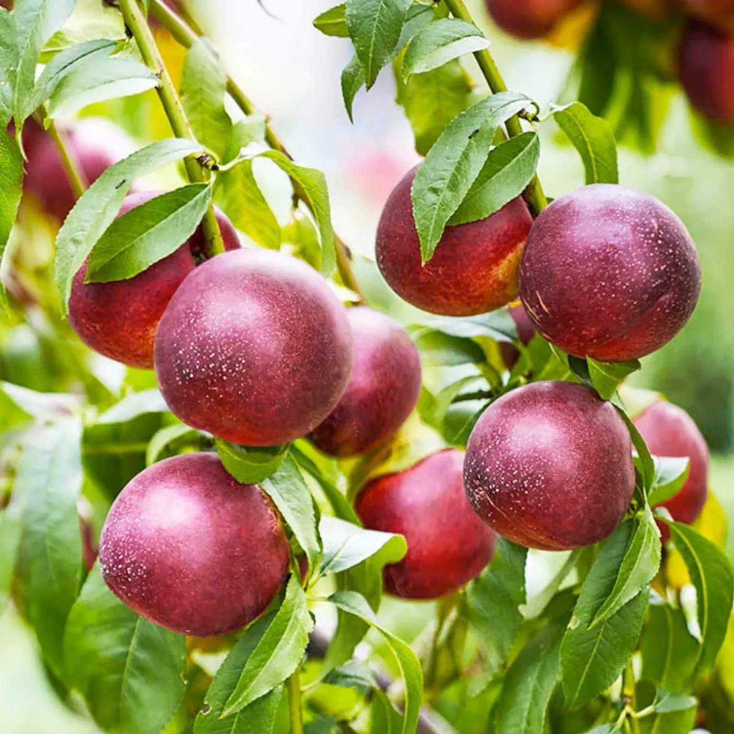 nectarine_double_delight__stdroot__pink_flowering___gallon_0-1.webp Nectarine 'Double Delight' - Std.Root - Pink Flowering - #5 Gallon>Roger's Gardens Cheap