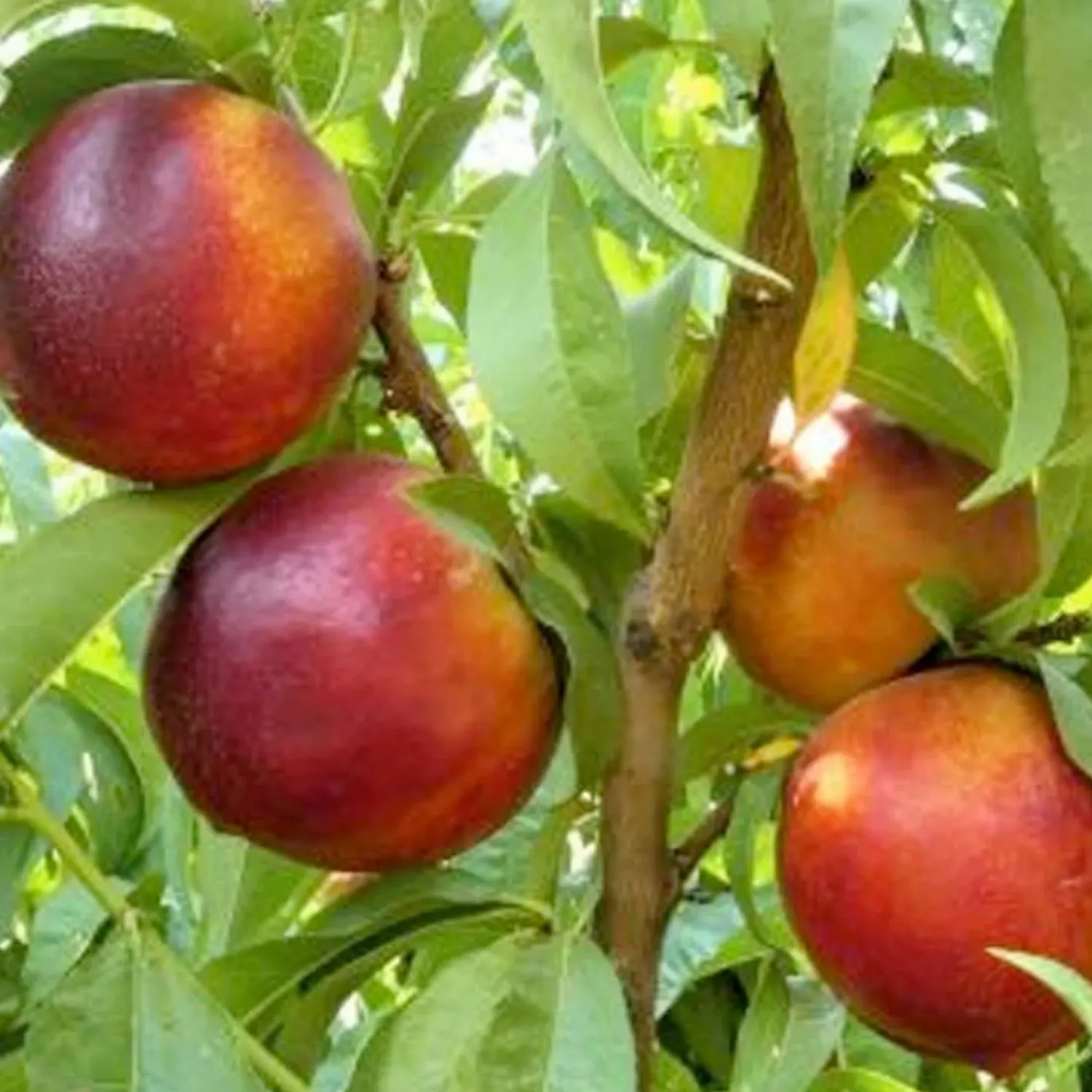nectarine_garden_delight__miniature___gallon_0.webp Nectarine 'Garden Delight' - Miniature - #7 Gallon>Roger's Gardens Store