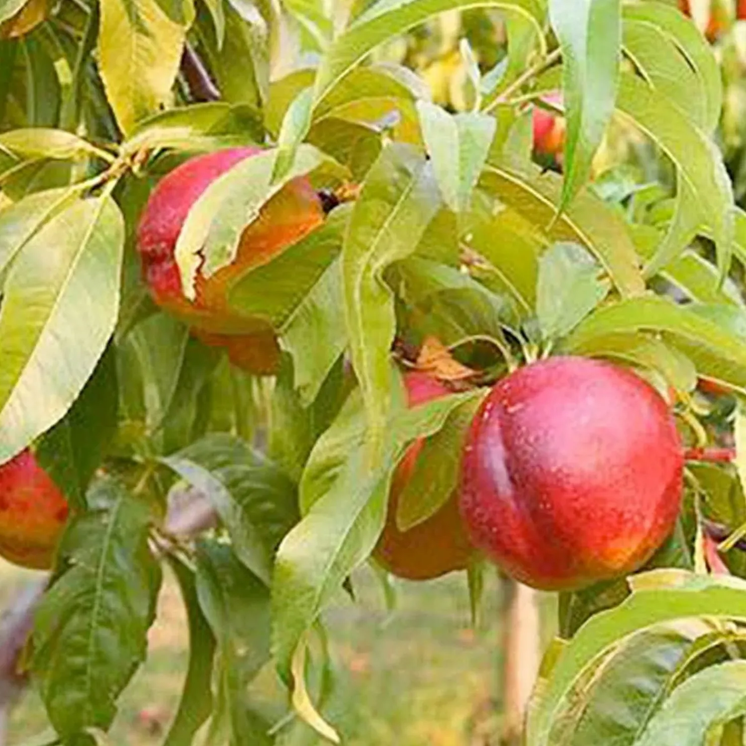 nectarine_goldmine__stdroot___gallon_0.webp Nectarine 'Goldmine' - Std.Root - #15 Gallon>Roger's Gardens New