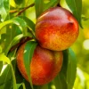 Nectarine 'Panamint' - Semi-Dwarf - #15 Gallon>Roger's Gardens Online