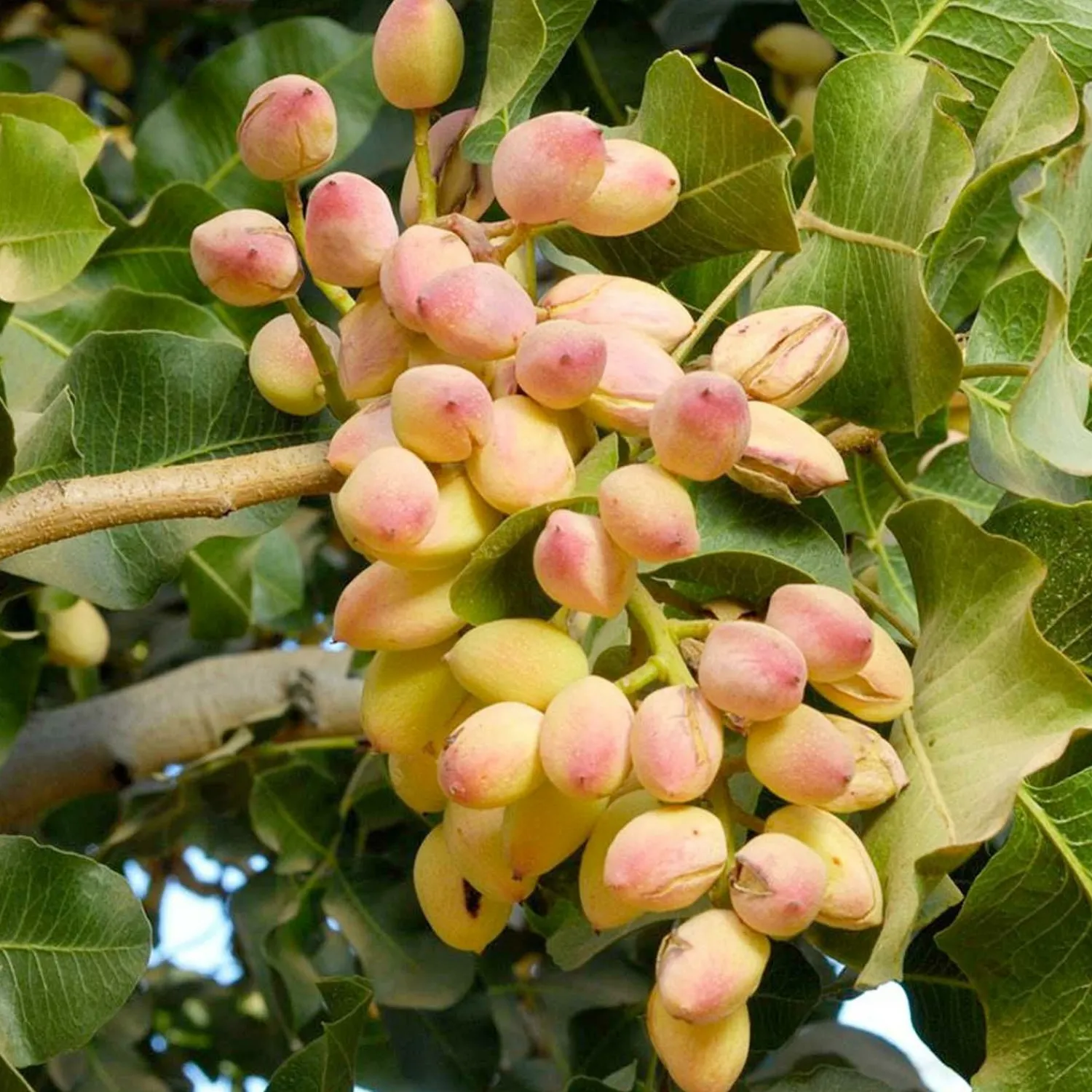 nut_pistachio_peters_male___gallon_0.webp Nut Pistachio 'Peters' (Male) - #5 Gallon>Roger's Gardens Best