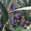 Olea Europaea 'Frantoio' - #15 Gallon>Roger's Gardens New