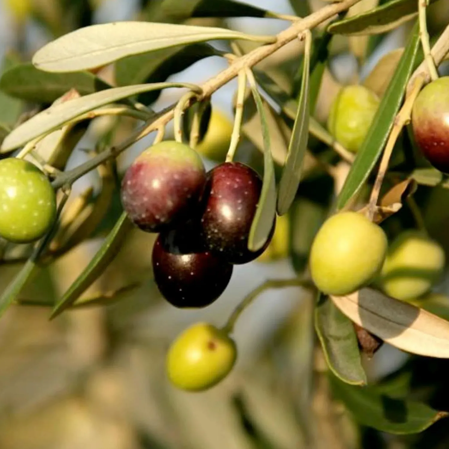 olea_europaea_mission___gallon_0.webp Olea Europaea 'Mission' - #15 Gallon>Roger's Gardens Hot