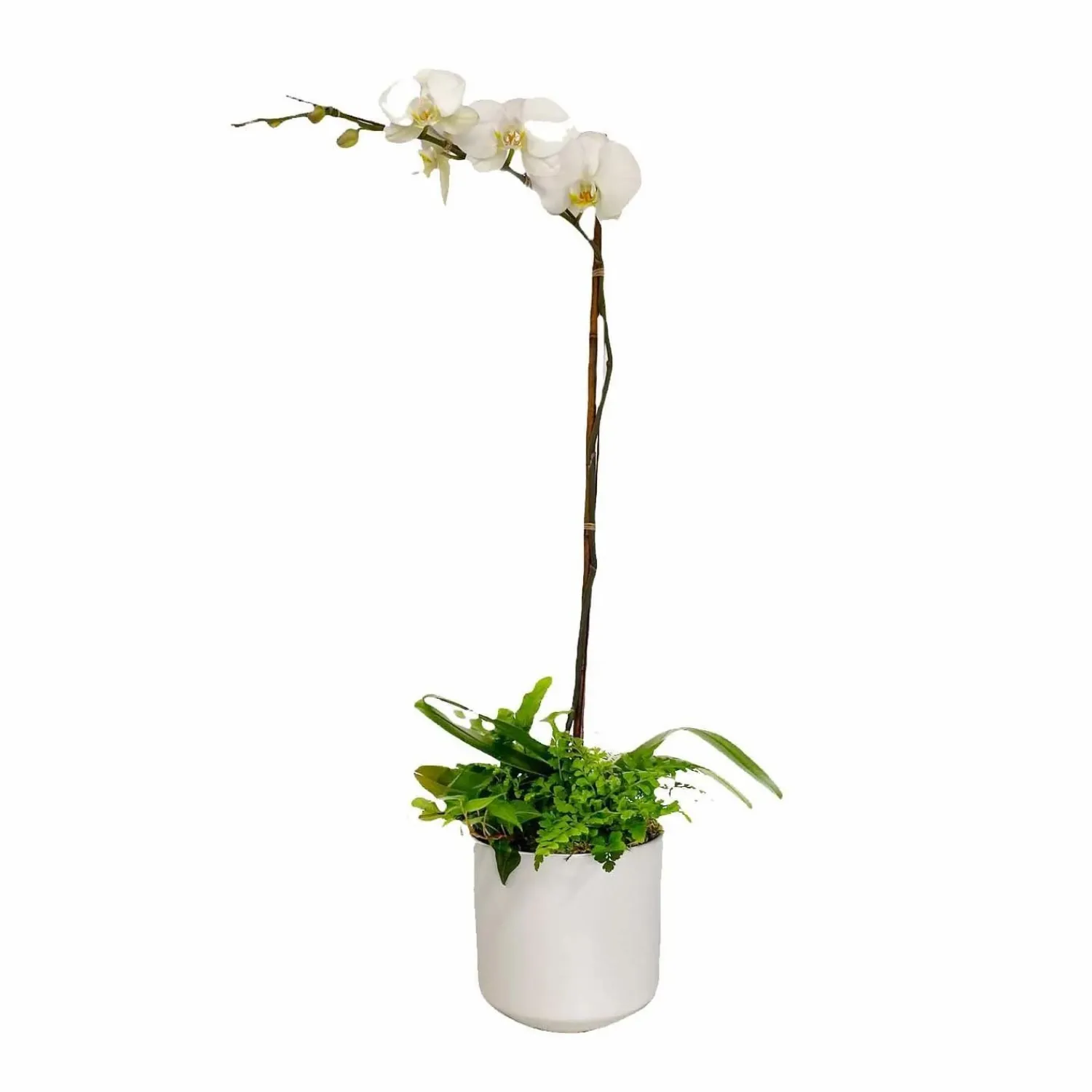 orchid__greens_in_medium_white_pot_0.webp Orchid & Greens In Medium White Pot>Roger's Gardens New
