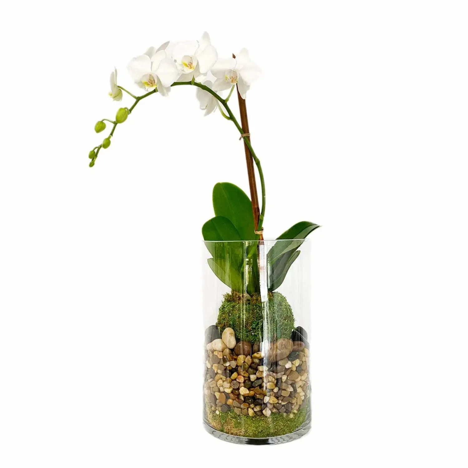 orchid_kokedama_in_glass_cylinder_0-1.webp Orchid Kokedama In Glass Cylinder>Roger's Gardens Flash Sale