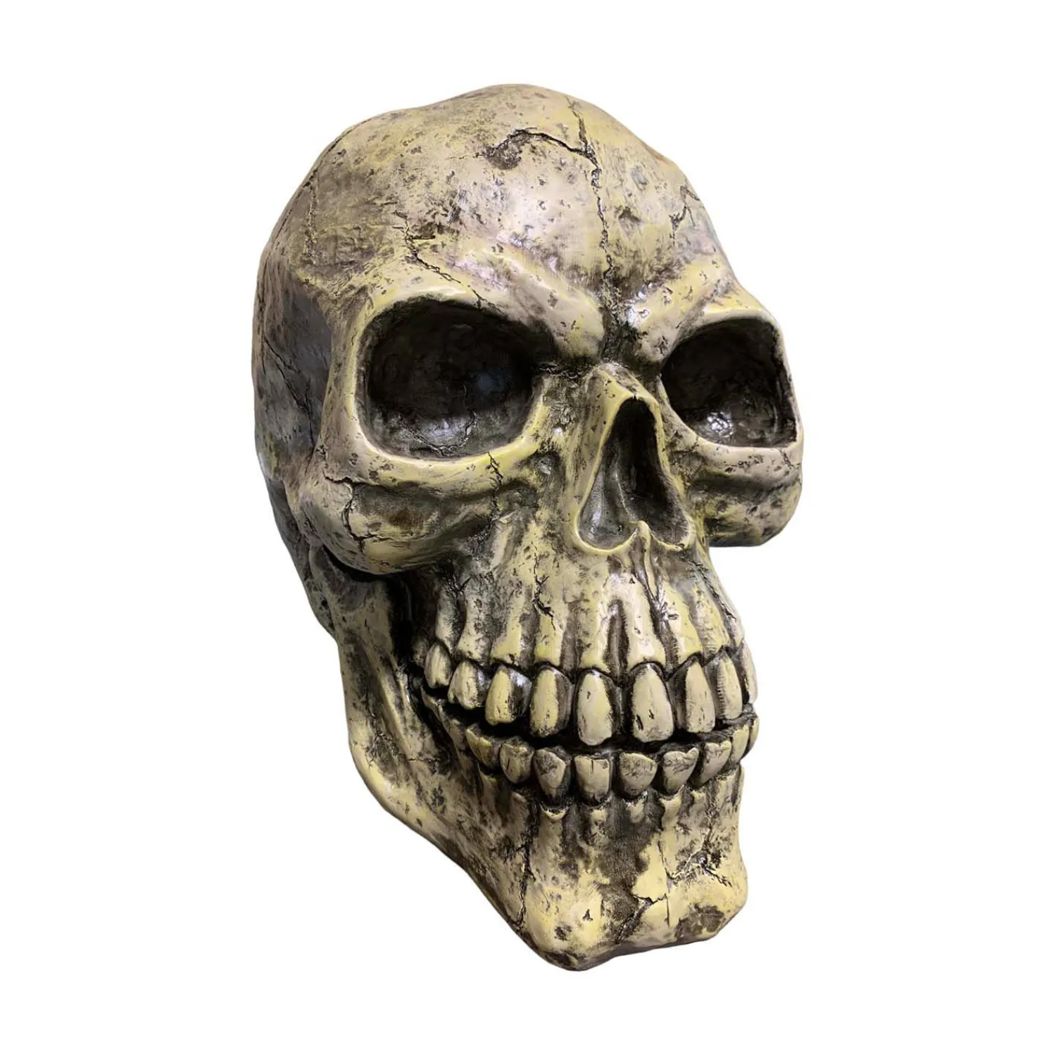 oversized_skull___tall_0.webp Oversized Skull - 14" Tall>Roger's Gardens Flash Sale