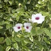 Pandorea Jasminoides 'Charisma - Charisma Bower Vine - 5 Gallon>Roger's Gardens Best Sale