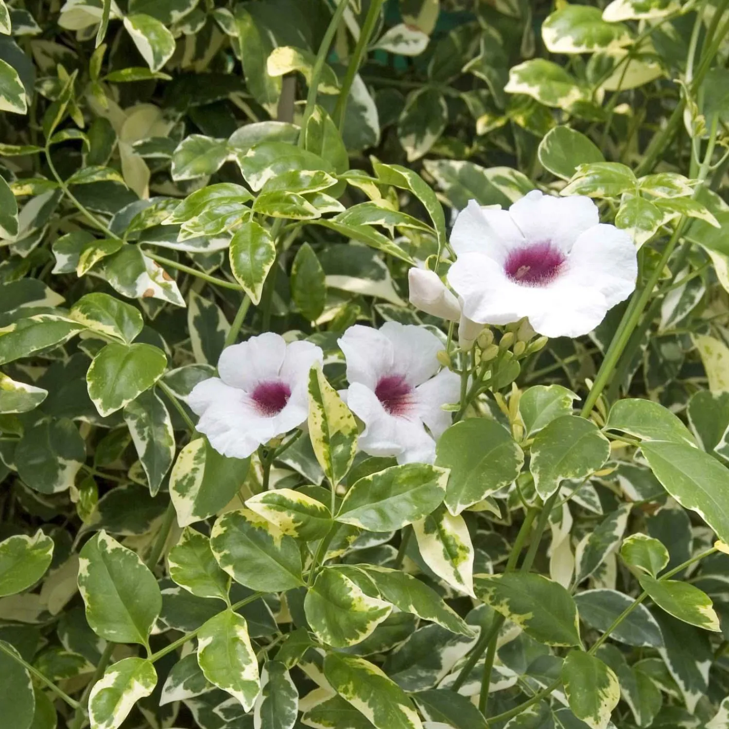 pandorea_jasminoides_charisma__charisma_bower_vine___gallon_0.webp Pandorea Jasminoides 'Charisma - Charisma Bower Vine - 5 Gallon>Roger's Gardens Best Sale