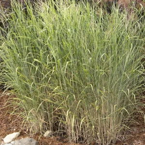Panicum Vir. 'Heavy Metal' - Heavy Metal Blue Switch Grass - 5 Gallon>Roger's Gardens Sale